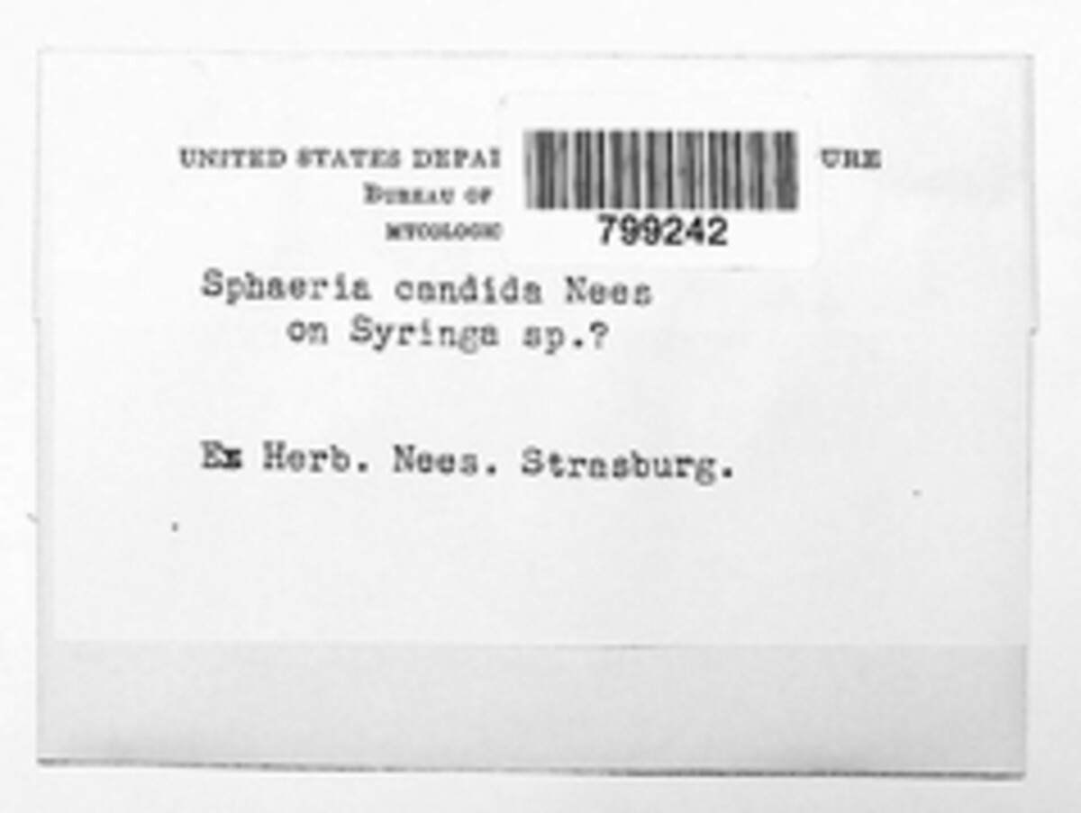 Sphaeria candida image